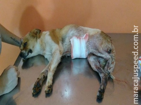 Homem é procurado pela polícia pela suspeita de esfaquear e queimar cães em Campo Grande