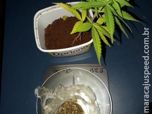 Marido agride mulher e PM descobre cultivo de maconha na residência