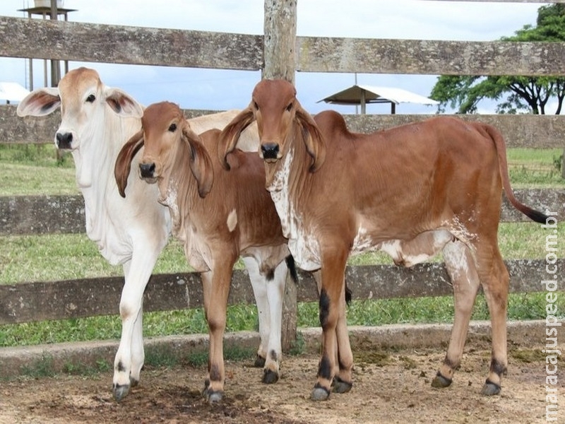 Negociação para exportar bovinos vivos foi acertada com Arábia Saudita