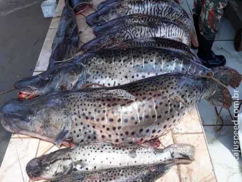 PMA apreende 131 kg de pescado e três são detidos em Aquidauana PMA apreende 131 kg de pescado e três são detidos em Aquidauana