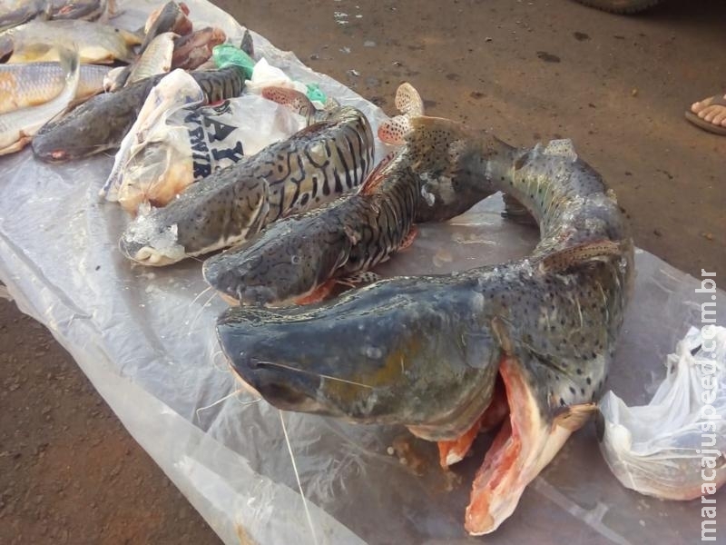 PMA autua dois paulistas em R$ 2,3 mil por transporte de pescado ilegal e apreende 45 kg de peixes PMA autua dois paulistas em R$ 2,3 mil por transporte de pescado ilegal e apreende 45 kg de peixes