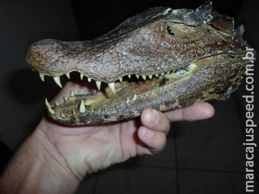 PMA desativa esconderijo com armas, apreende pescado ilegal e encontra cabeça de jacaré em MS PMA desativa esconderijo com armas, apreende pescado ilegal e encontra cabeça de jacaré em MS