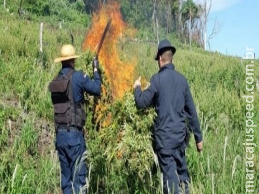 Policiais incineram acampamento e cinco hectares de maconha