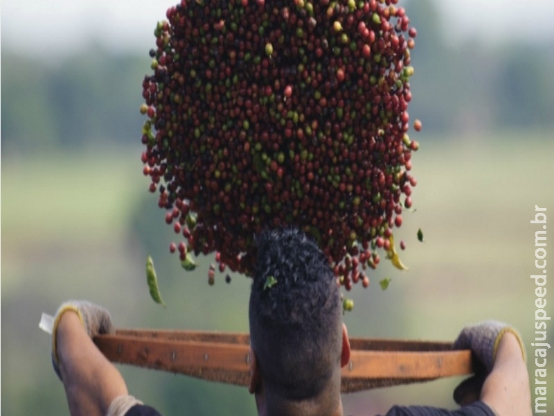 Produtividade média do café brasileiro deve superar 32 sacas por hectare