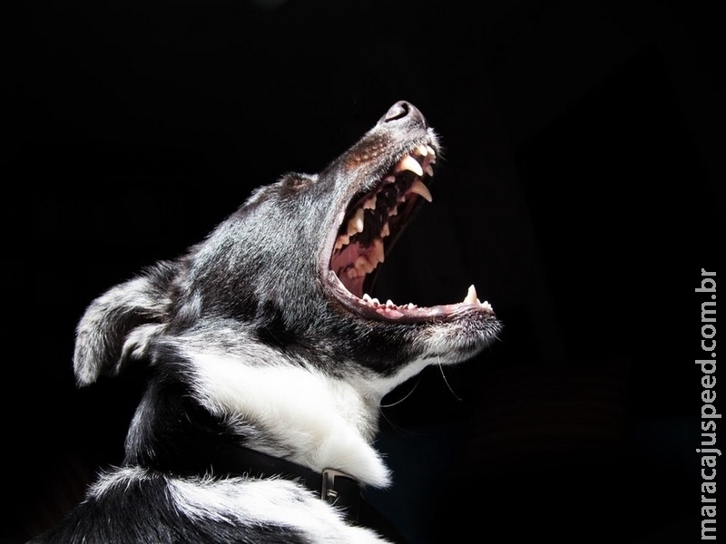 Raiva canina ainda está ativa em quatro países latino-americanos, afirma OPAS/OMS