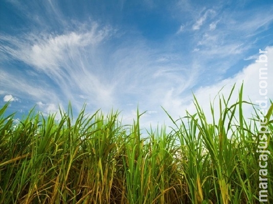 Uso de adubação biológica reduz 56 milhões de quilos de emissão de CO₂ na atmosfera Uso de adubação biológica reduz 56 milhões de quilos de emissão de CO₂ na atmosfera