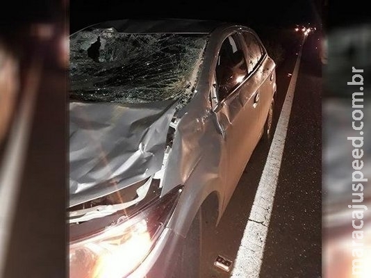 Veículo atropela cavalo na rodovia e para-brisa fica destruído Veículo atropela cavalo na rodovia e para-brisa fica destruído