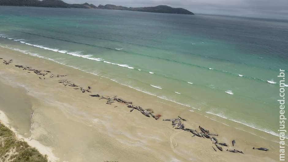 A triste e impressionante fila de 145 baleias encalhadas em praia A triste e impressionante fila de 145 baleias encalhadas em praia