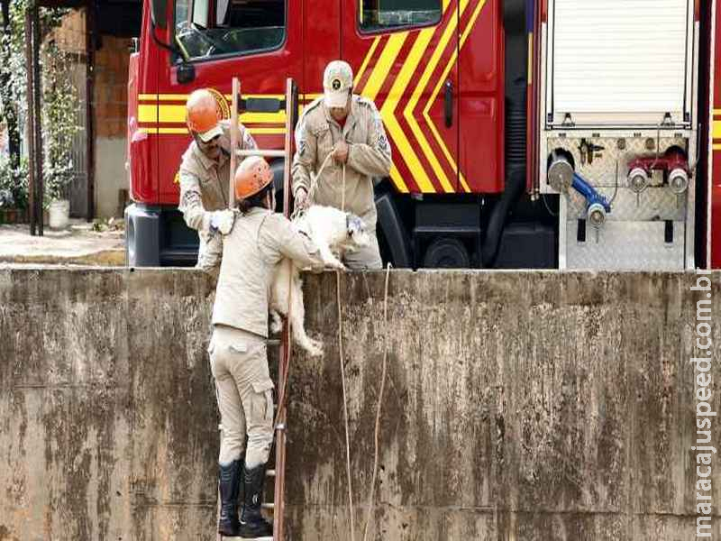 Cachorro cai em córrego no centro e mobiliza Bombeiros em Campo Grande Cachorro cai em córrego no centro e mobiliza Bombeiros em Campo Grande
