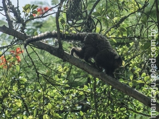 Descoberta de vírus da zika em macaco sugere ciclo silvestre da doença