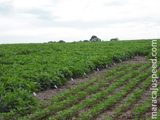 Espaçamento reduzido na soja pode potencializar os rendimentos da lavoura Espaçamento reduzido na soja pode potencializar os rendimentos da lavoura