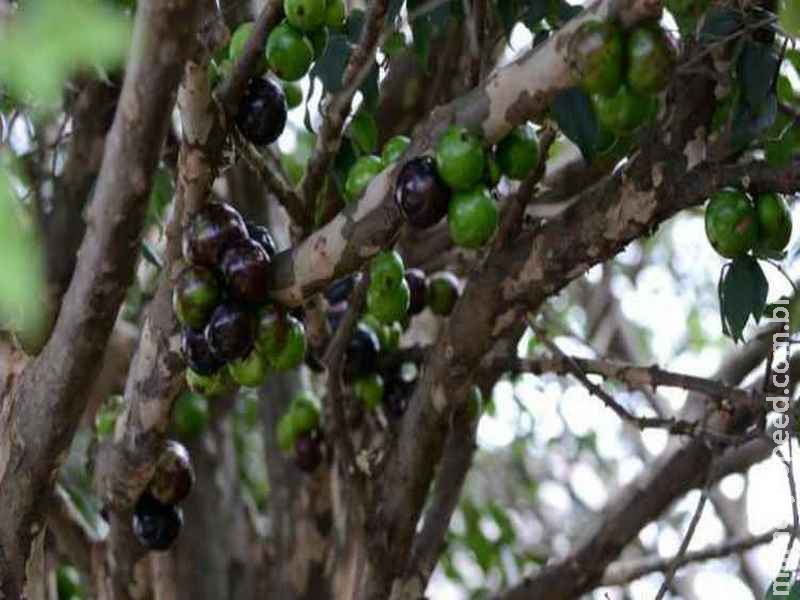 Extrato da casca de jabuticaba combate pré-diabetes