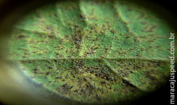 Ferrugem asiática da soja se alastra pelo País Ferrugem asiática da soja se alastra pelo País