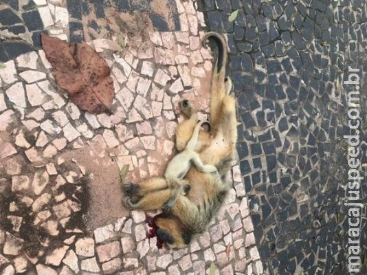 Filhotinho de bugio sobrevive e fica abraçado a mãe morta em atropelamento Filhotinho de bugio sobrevive e fica abraçado a mãe morta em atropelamento