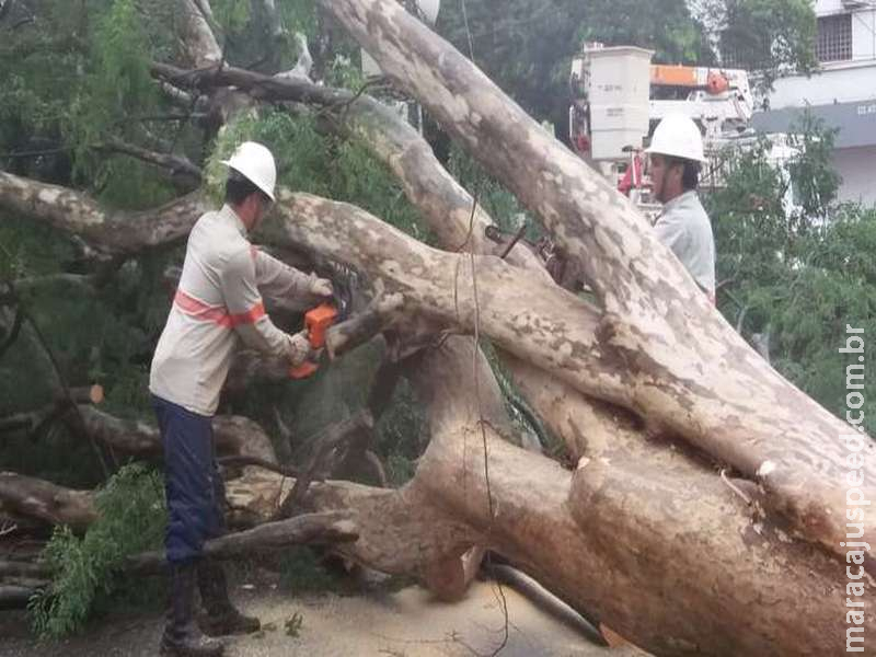 Fortes ventos derrubam mais de 30 árvores e deixa rastro de destruição em Dourados