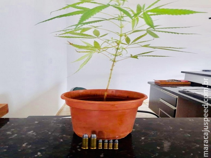 Jovem é preso com pé de maconha e munições