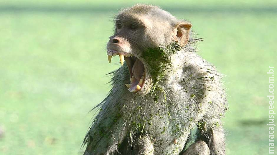 Macaco rouba e mata bebê de 12 dias Macaco rouba e mata bebê de 12 dias