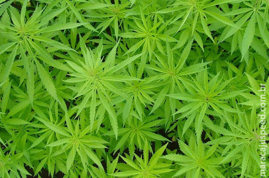 Maconha para uso medicinal na pauta da CAS