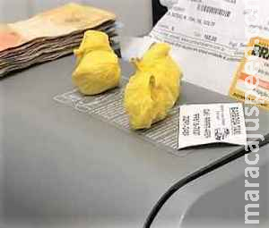 Madrasta desconfia de ‘cheiro forte’ e chama a polícia após encontrar pasta base na bolsa da enteada