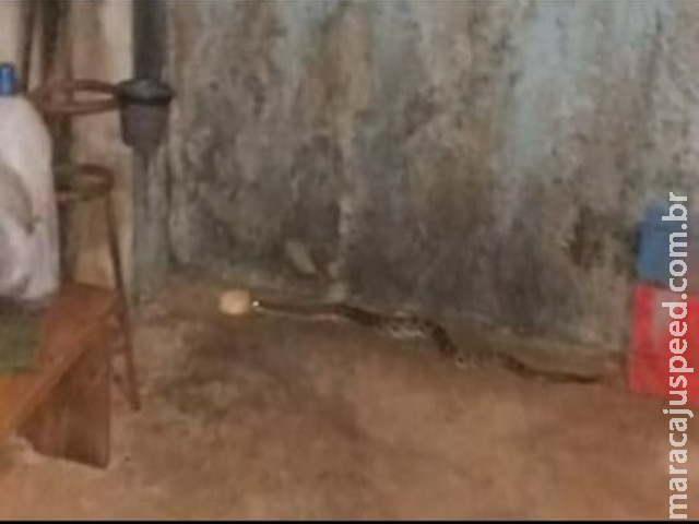 Maracaju: Bombeiros capturam cobra cascavel em varanda de residência