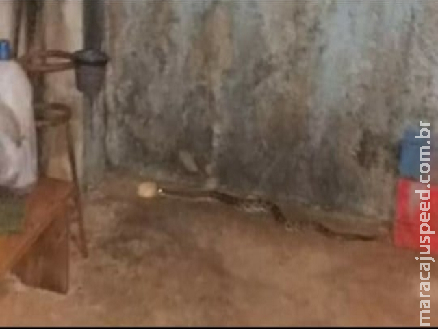 Maracaju: Bombeiros capturam cobra cascavel em varanda de residência Maracaju: Bombeiros capturam cobra cascavel em varanda de residência