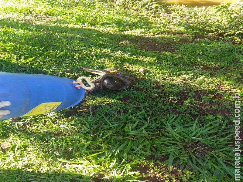 Maracaju: Bombeiros capturam Sucuri que estava atacando galinhas em galinheiro na Vila Margarida
