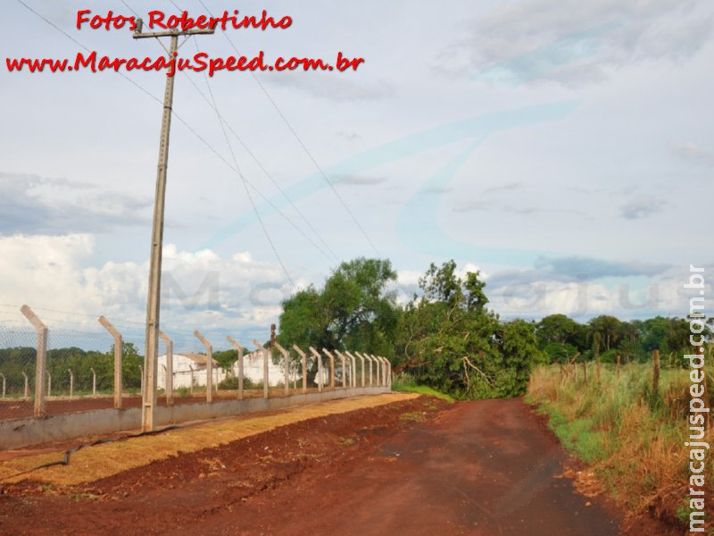 Maracaju: Bombeiros realizam corte e retirada de árvore que interditou estrada vicinal Germano Bellan
