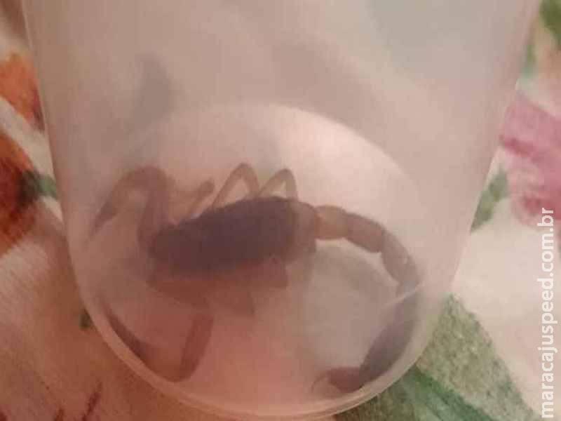 Mulher é picada por escorpião amarelo durante o trabalho em Campo Grande