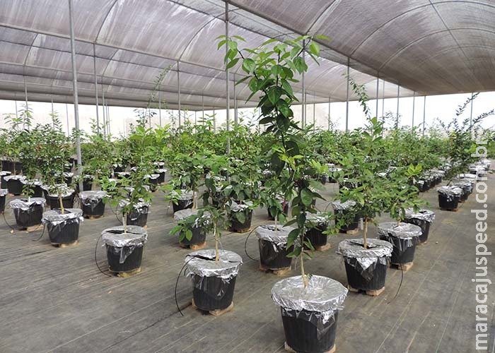 Pesquisa estimula plantas cítricas a se adaptarem à seca Pesquisa estimula plantas cítricas a se adaptarem à seca