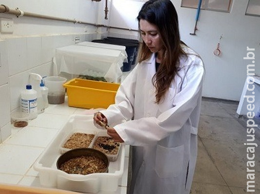 Pesquisa internacional indica insetos para alimentar peixes e aves Pesquisa internacional indica insetos para alimentar peixes e aves