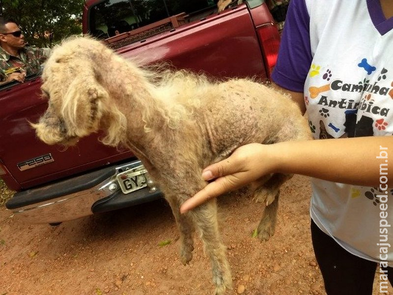 PMA autua jovem de 19 anos em R$ 1 mil por maus-tratos a sua cadela de estimação