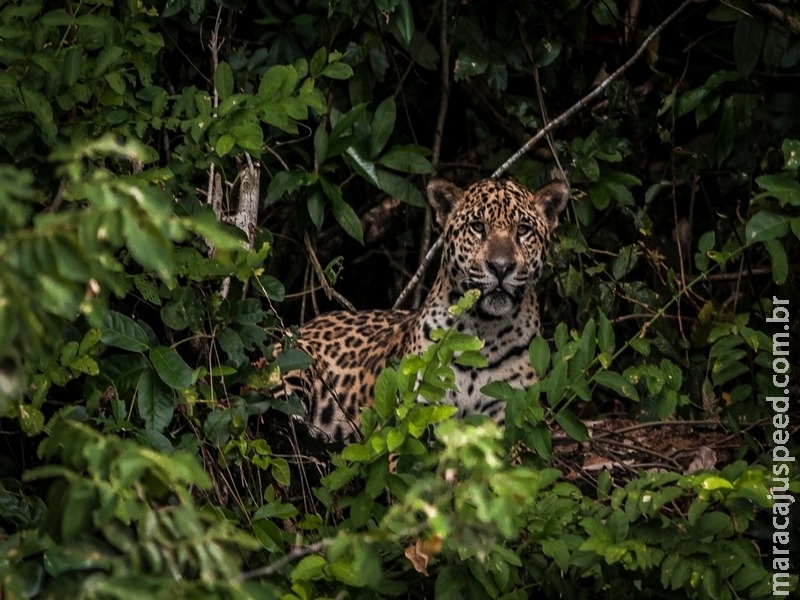 População de animais das Américas Central e do Sul caiu 89% População de animais das Américas Central e do Sul caiu 89%