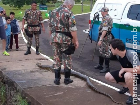 Sucuri é encontrada morta boiando no lago do Parque das Nações Indígenas