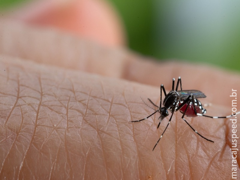 Você conhece mesmo a dengue?