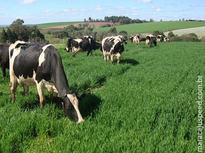 Alimentação do rebanho é o maior problema da pecuária de leite no Brasil Alimentação do rebanho é o maior problema da pecuária de leite no Brasil