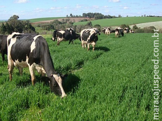 Alimentação: maior problema de pecuária leiteira no Brasil Alimentação: maior problema de pecuária leiteira no Brasil
