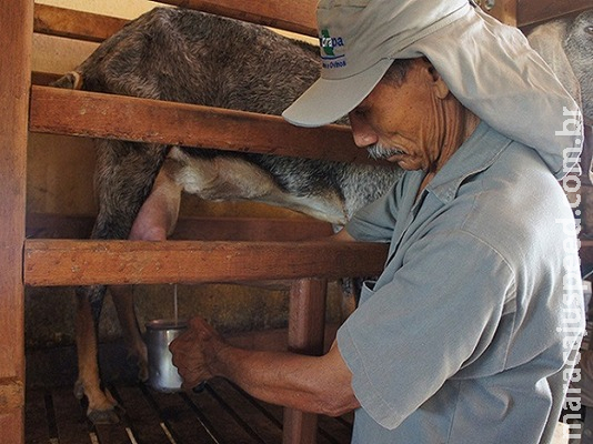 Bactérias se mostram resistentes em rebanhos caprinos Bactérias se mostram resistentes em rebanhos caprinos