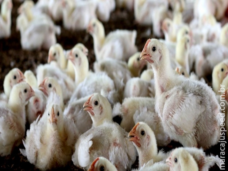 Brasil vai exportar material genético bovino e avícola para a Arábia Saudita