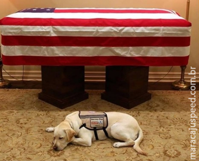 Cachorro de George Bush comove mundo ao ser fotografado ao lado do caixão Cachorro de George Bush comove mundo ao ser fotografado ao lado do caixão