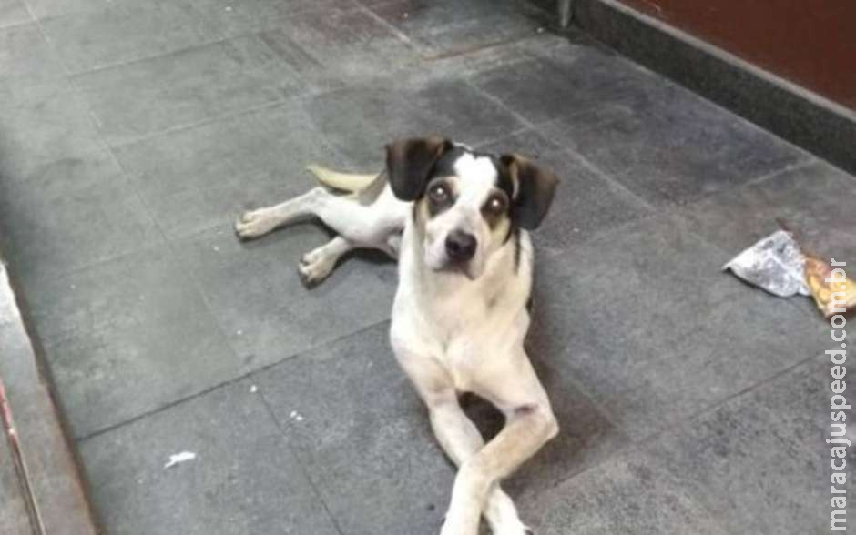 Cachorro morto após agressão gera revolta contra o Carrefour Cachorro morto após agressão gera revolta contra o Carrefour