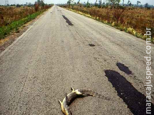 ‘Estrada da morte’: MPF obrigará DNIT a adorar medidas de proteção à fauna na BR-262 ‘Estrada da morte’: MPF obrigará DNIT a adorar medidas de proteção à fauna na BR-262