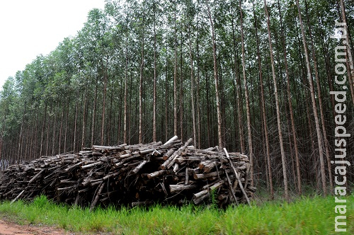 Estrangeiros são donos de 679 áreas em Mato Grosso do Sul Estrangeiros são donos de 679 áreas em Mato Grosso do Sul