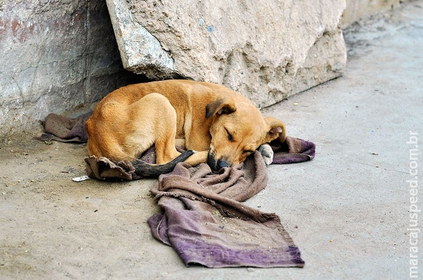 Eunício marca para esta terça-feira votação de projetos em defesa dos animais Eunício marca para esta terça-feira votação de projetos em defesa dos animais