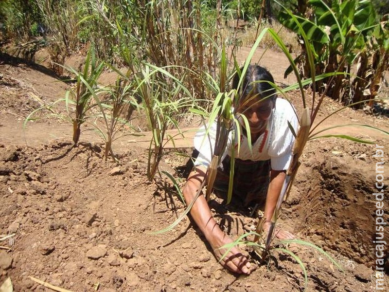 FAO: aumento da contaminação do solo ameaça segurança alimentar