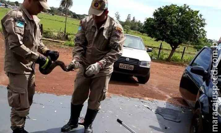 Jiboia de dois metros é encontrada dentro de motor de carro Jiboia de dois metros é encontrada dentro de motor de carro