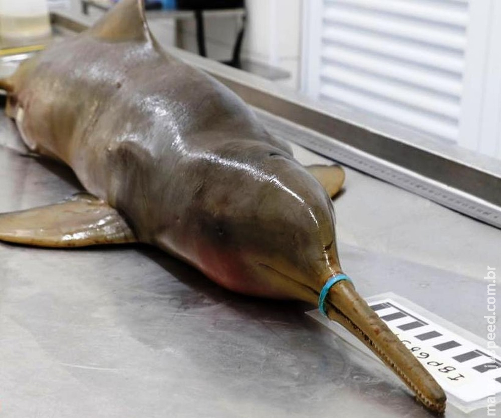 Lacre plástico faz golfinho em extinção morrer de fome