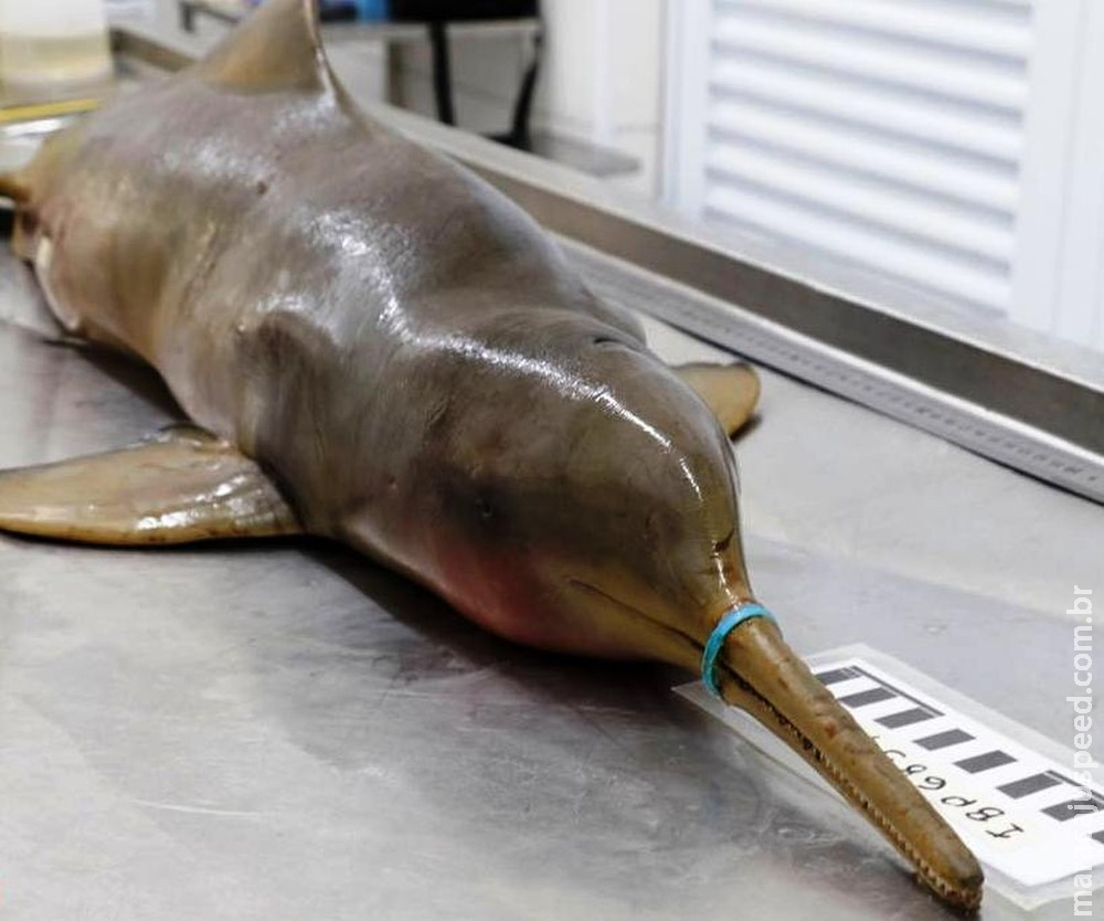 Lacre plástico faz golfinho em extinção morrer de fome Lacre plástico faz golfinho em extinção morrer de fome