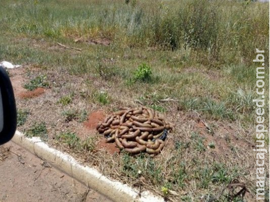 Mais de 20 quilos de linguiça podre são encontrados perto aeroporto