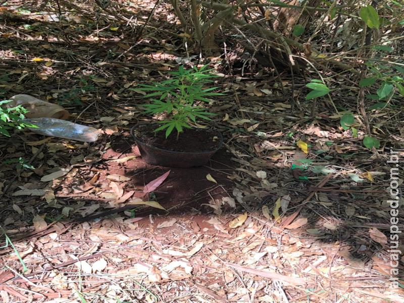 Maracaju: Polícia Militar apreende “Pé de Maconha” Maracaju: Polícia Militar apreende “Pé de Maconha”