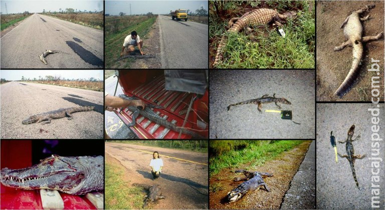 Mortes de animais na BR-262 faz MPF mover ação contra DNIT Mortes de animais na BR-262 faz MPF mover ação contra DNIT